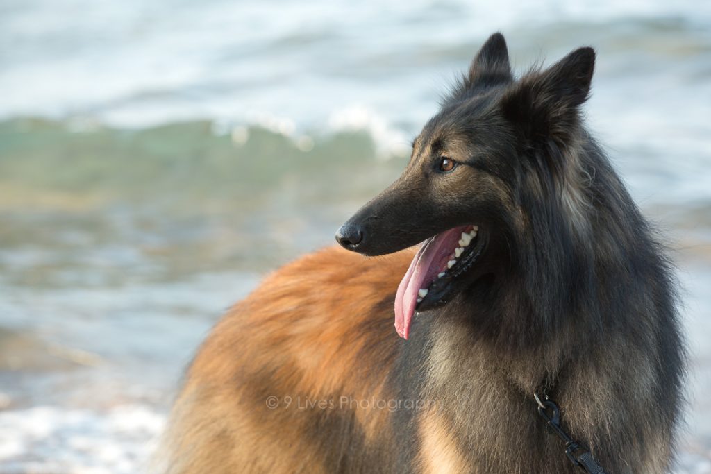 gorgeous belgian shepherd on beach