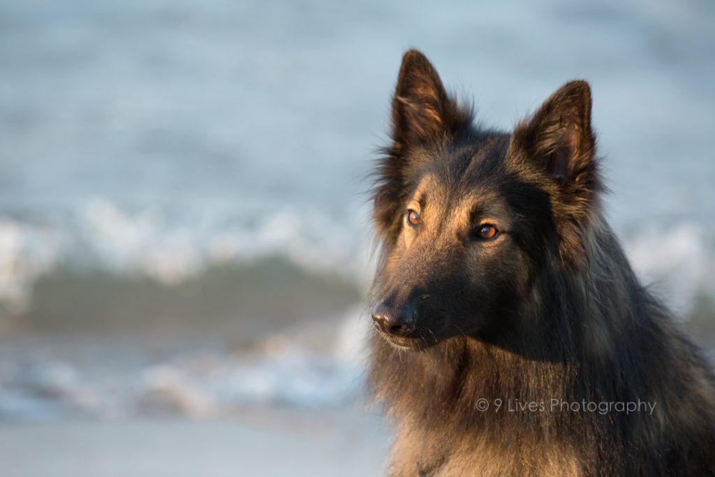 Chciago Belgian Tervuren beach