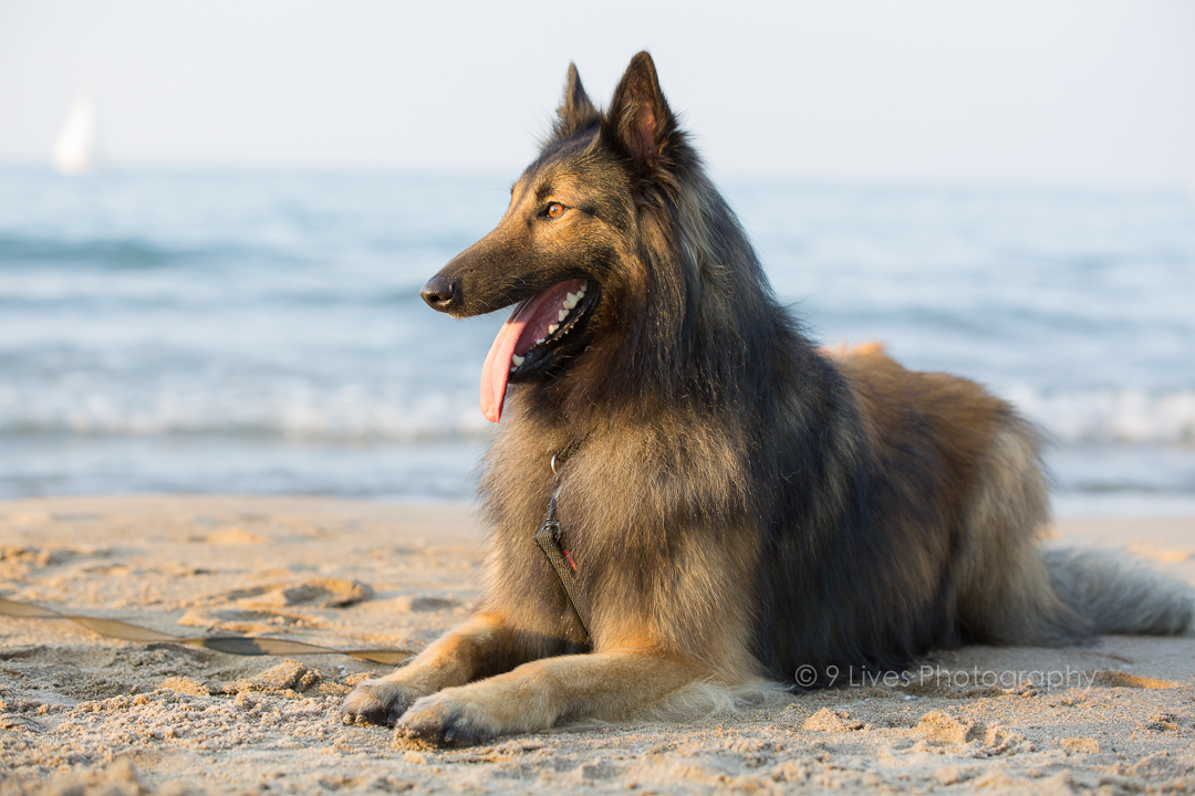 Chicago Dog Model Belgian Tervuren Shepherd