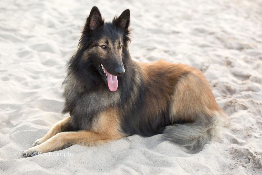 Belgian Shepherd dog model