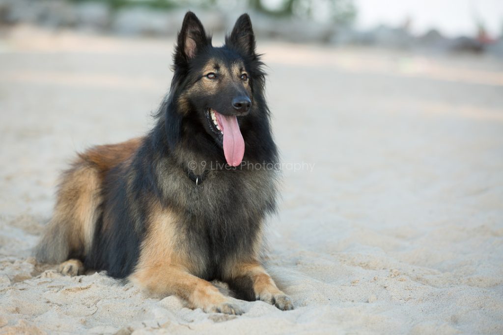 chicago dog on beach