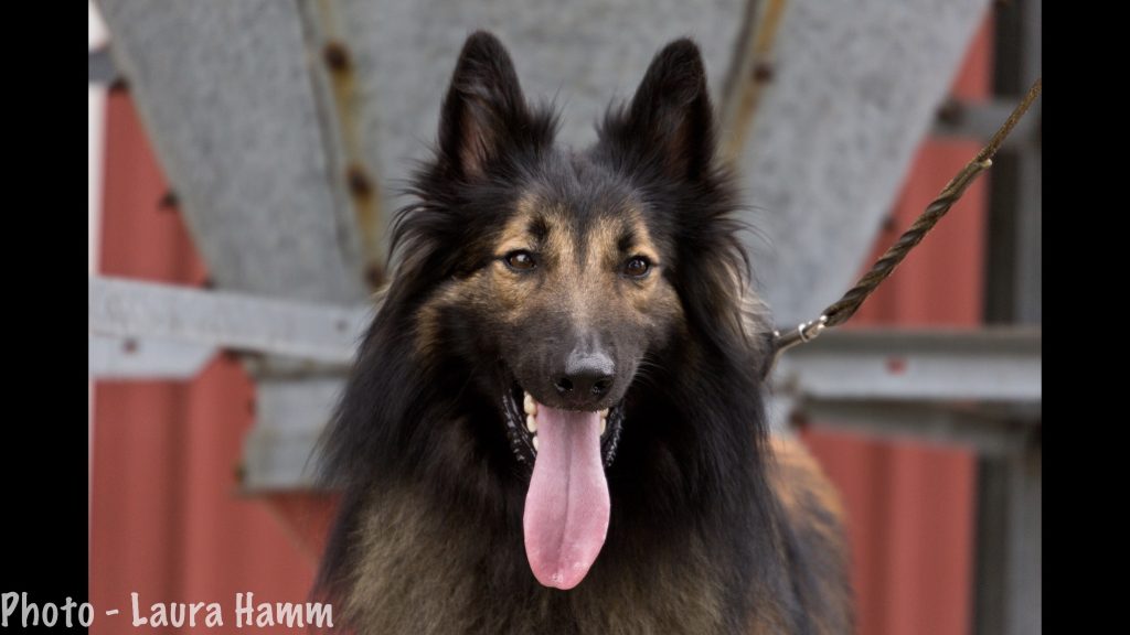 tervuren shepherd dog