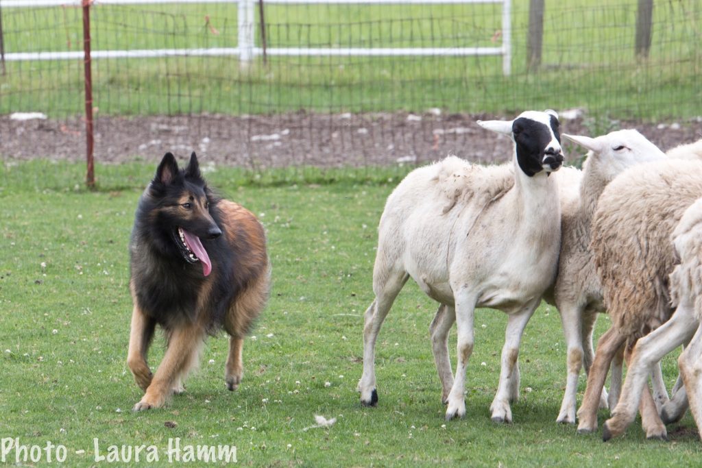 belgian sheephearding dog