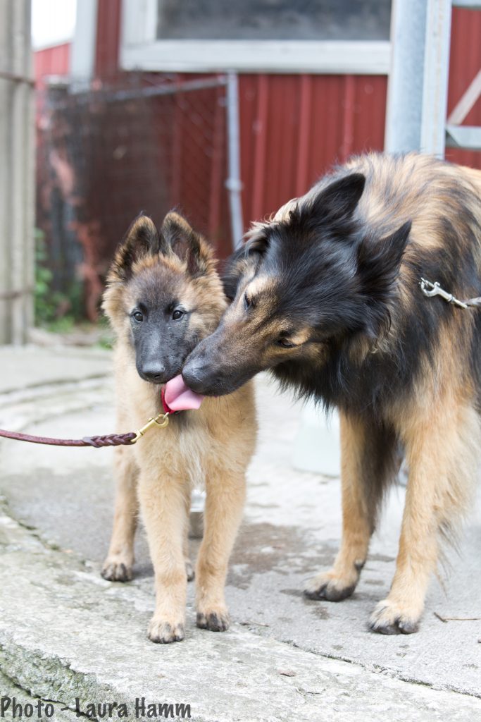 dog kissing puppy