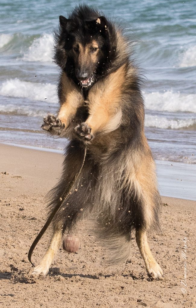 dog outstretched paws playing