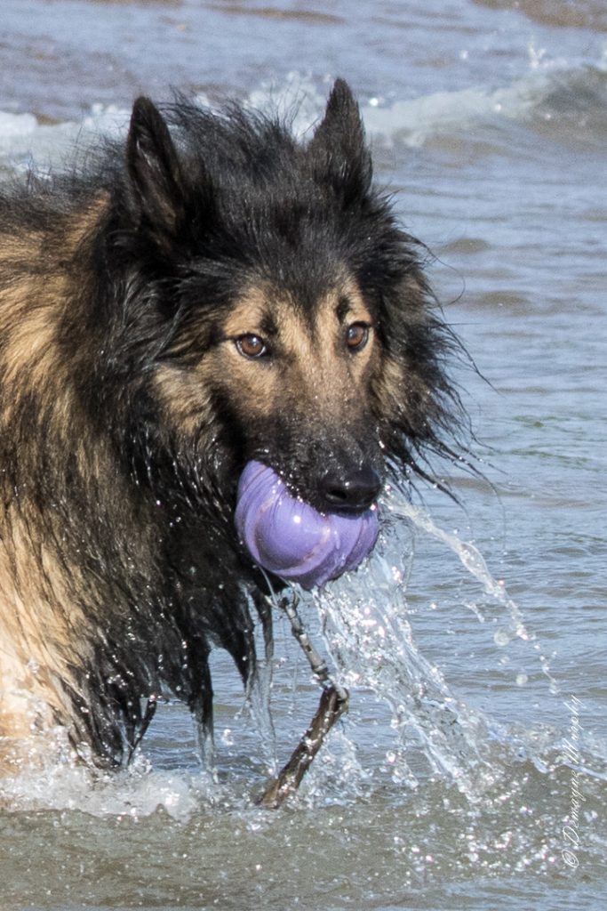 tico tervuren shepherd with ball