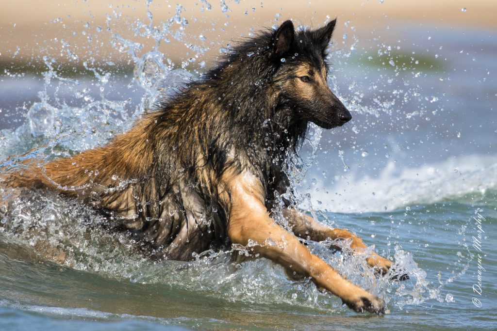 belgian shepherd dog plays in water